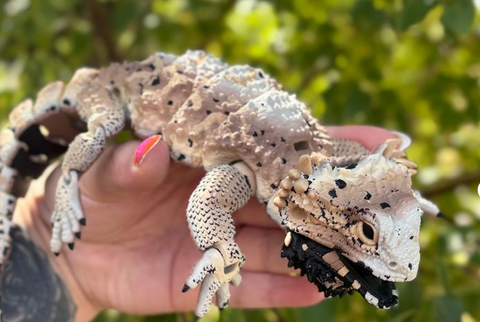 Ultra-Realistic 3D Printed Bearded Dragon | Fully Articulated | Posable | Large Multicolor PLA Sculpture