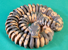 Ultra Realistic Ball Python – Fully Articulated Snake with Glass Eyes & Hinged Jaw – Lifelike Snake Prop for Display, Cosplay, Collectors & Reptile Enthusiasts