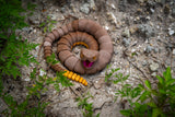 Handpainted Brown Rattle Snake with  working rattle