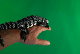 Ultra Realistic Articulated Tegu Monitor