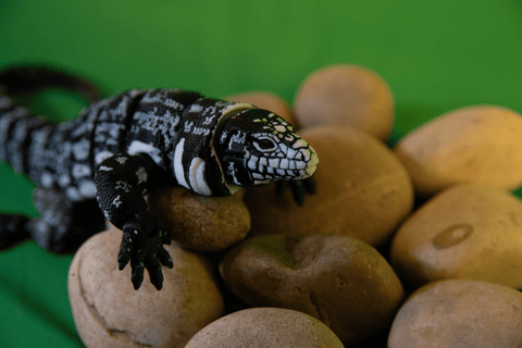 Ultra Realistic Articulated Tegu Monitor